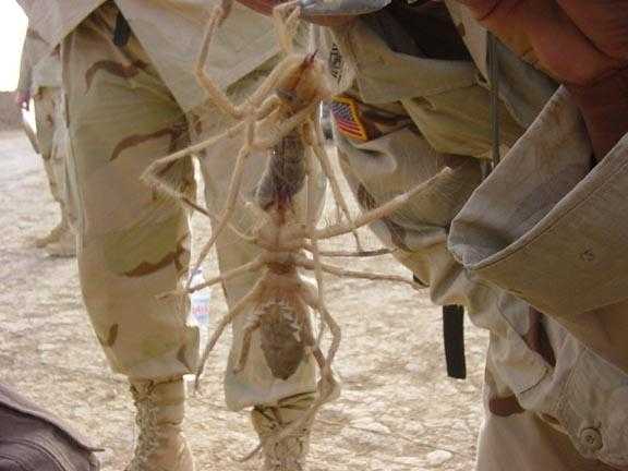 s-camel_spider1a1.jpg