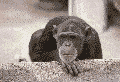monkey-090594.gif