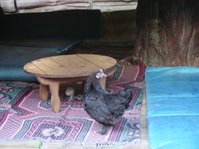 pict0312.jpg